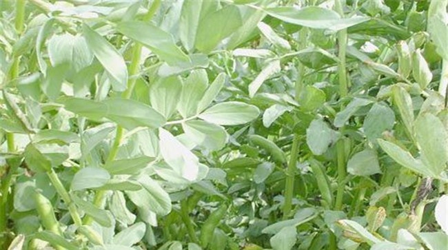 蚕豆田间管理技术要点
