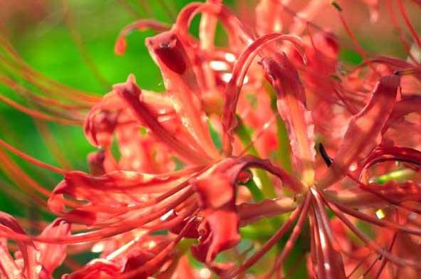 花卉怎么养
