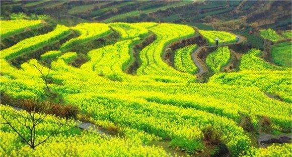 条播油菜要注意的三个要点