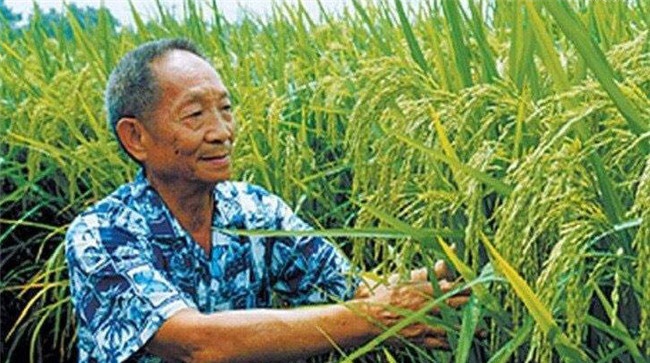 杂交水稻是哪两种水稻杂交的
