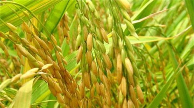 杂交水稻可以自己留种次年种植吗