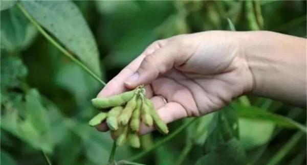 实现大豆增花保荚的技术措施
