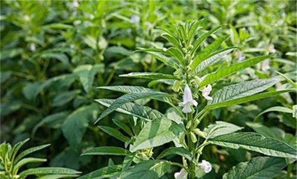 芝麻的吸肥规律