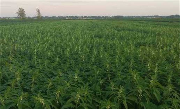 芝麻施肥方法