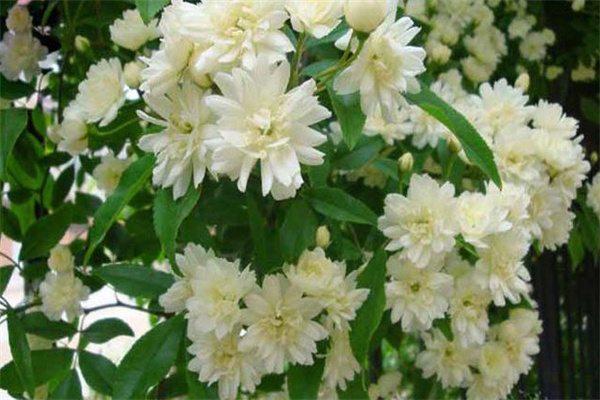 如何栽培和养护木香花