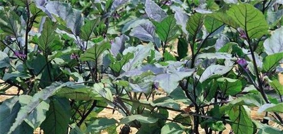 茄子双干整枝方法为什么能高产