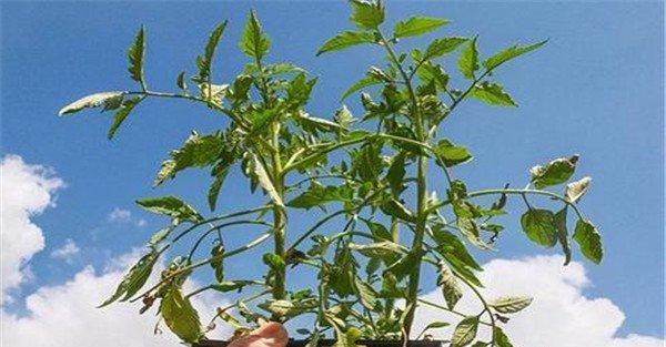 钾元素对植物的作用是什么