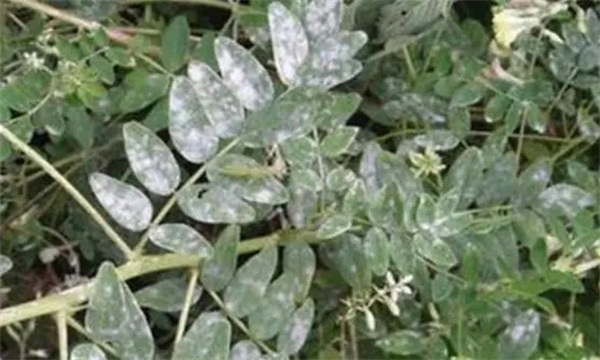 黄芪白粉病症状表现