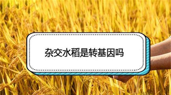 杂交水稻是转基因吗