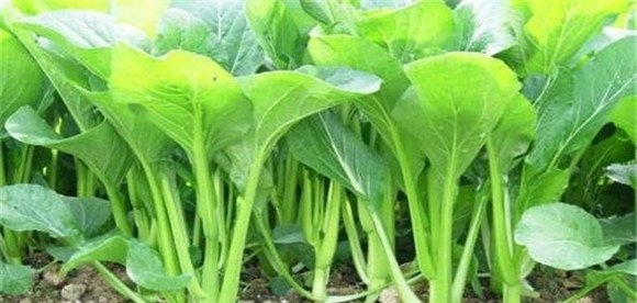 菜心的品种有哪些