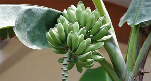 香蕉