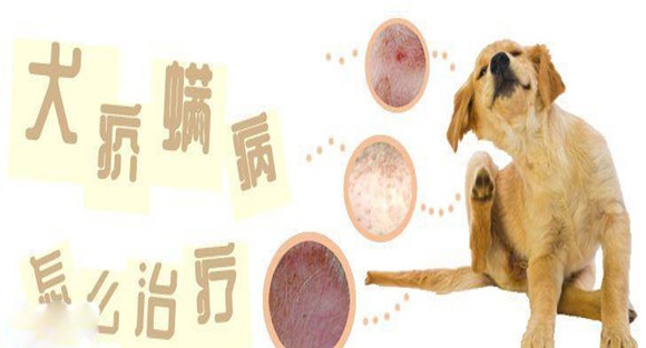 犬疥螨病怎么治疗