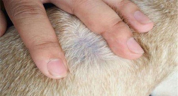 犬疥螨病用什么药