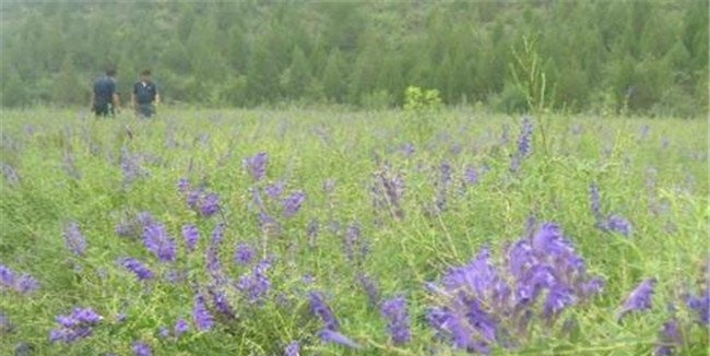 黄芩需要的生长条件
