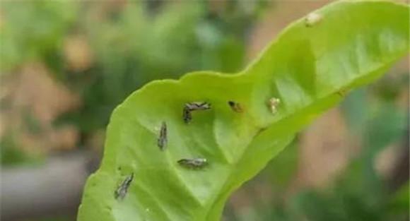 柑橘红蜘蛛发生规律