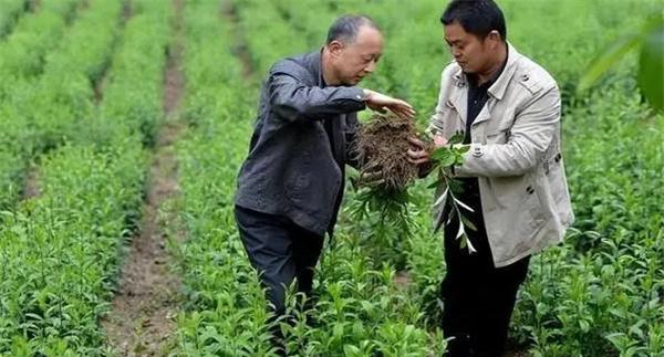 苍术软腐病发病症状、发病规律和防治方法