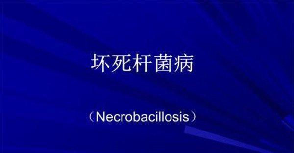 羊坏死杆菌病的病原是什么