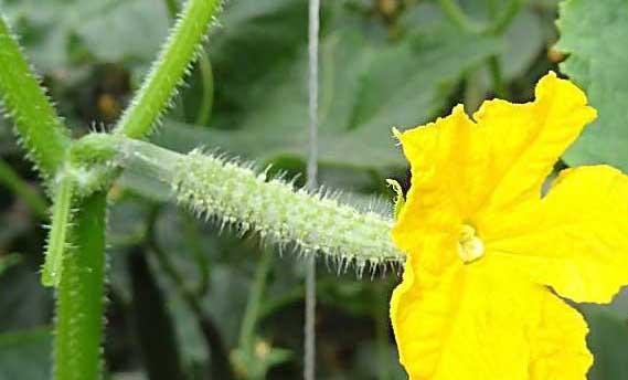 黄瓜定植后的管理