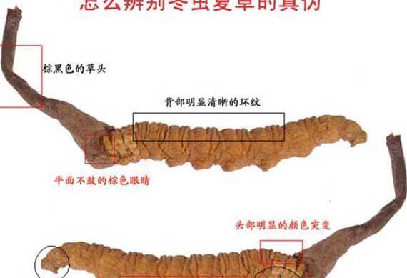 冬虫夏草图片