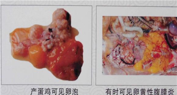 鸡传染性鼻炎的症状