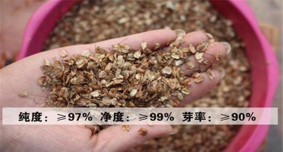 当归种植条件要求