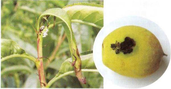 梨小食心虫的危害症状