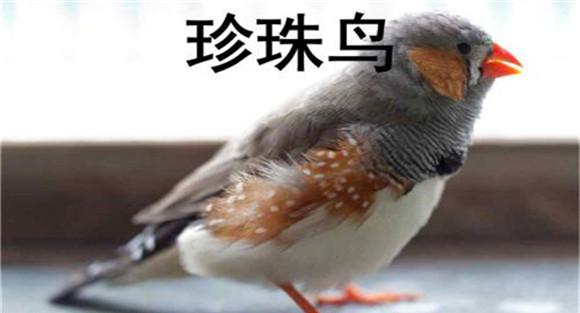 珍珠鸟疾病的防治