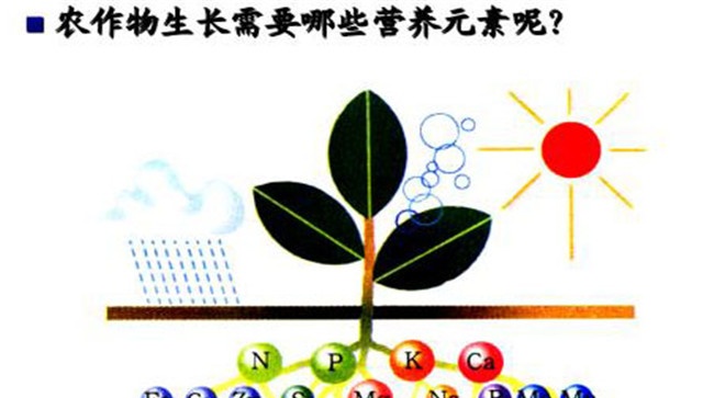 农作物生长的必须营养元素有哪些