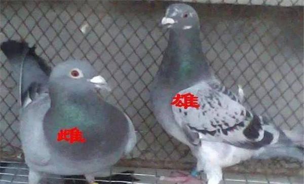 鸽子的雌雄鉴别