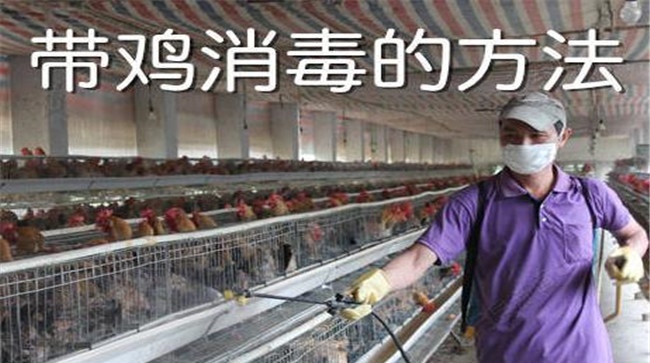 带鸡消毒