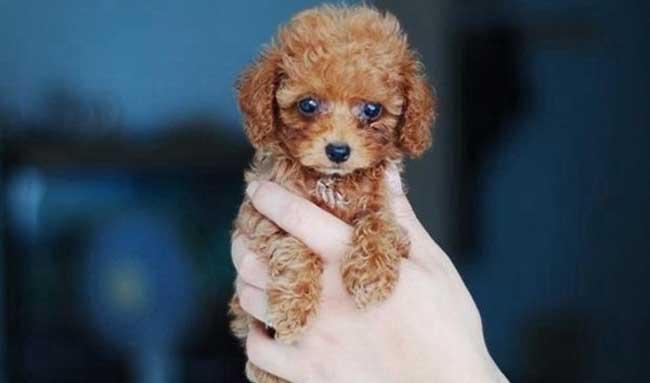 茶杯犬寿命有多长