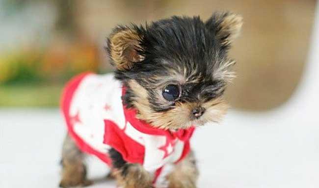 茶杯犬怎么做护理