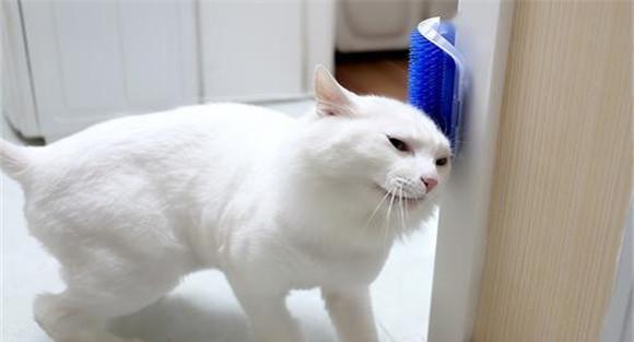 猫的妊娠