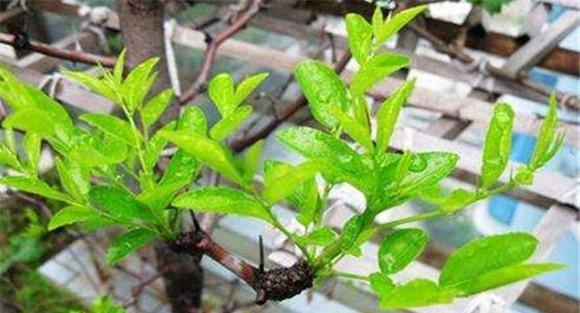 枣树春季嫁接技术要点