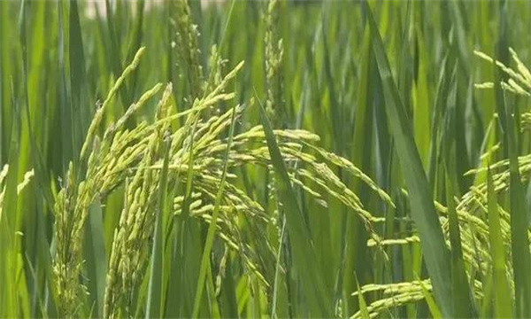 高温热害对水稻产量和品质有哪些影响