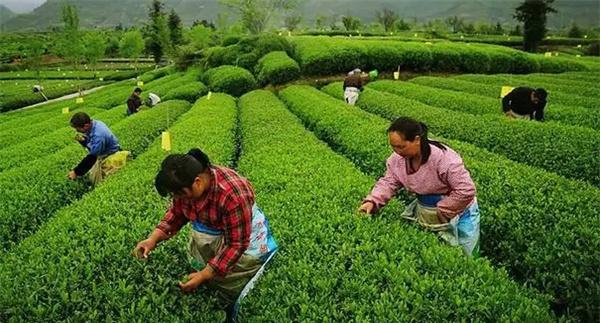 茶叶的采摘手法主要有哪些