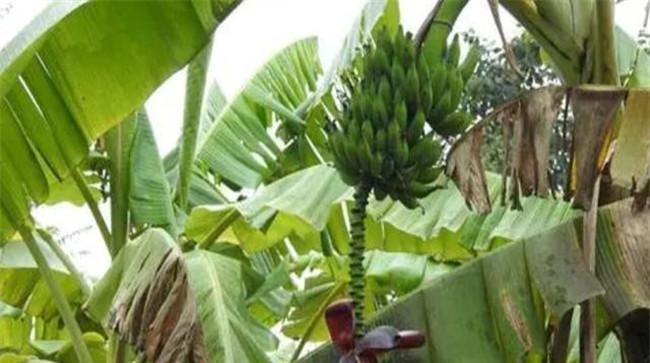 香蕉从种植到成熟需要多少时间