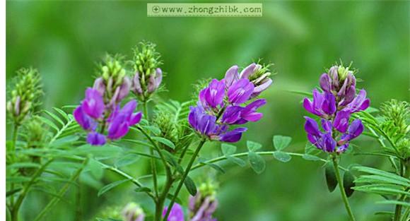 苜蓿草种植 紫花苜蓿栽培管理技术