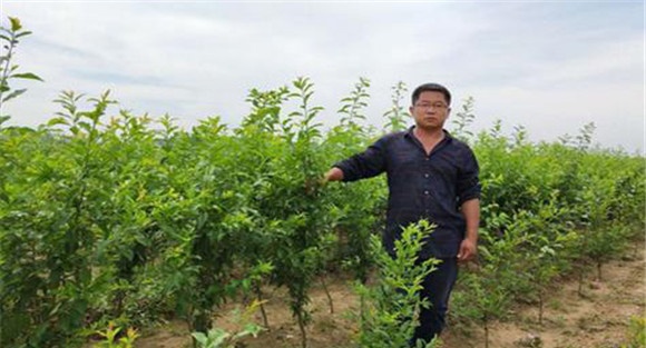 李树幼树修剪的方法
