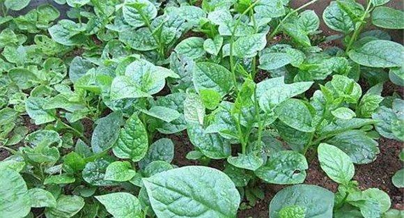 木耳菜怎么种植