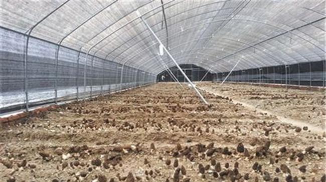 种植羊肚菌的大棚怎样建