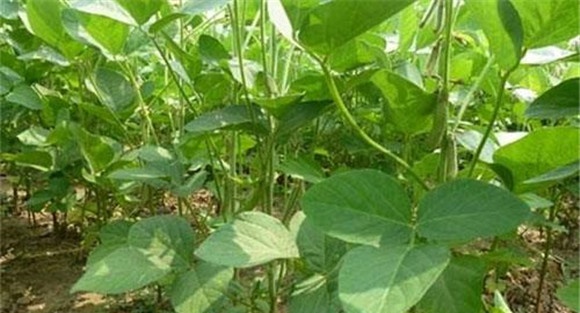 大豆根腐病怎么防治