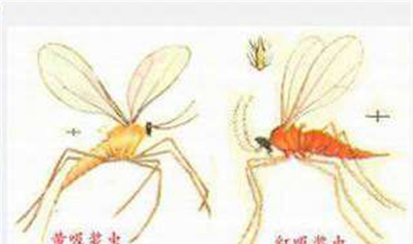小麦吸浆虫防治技术