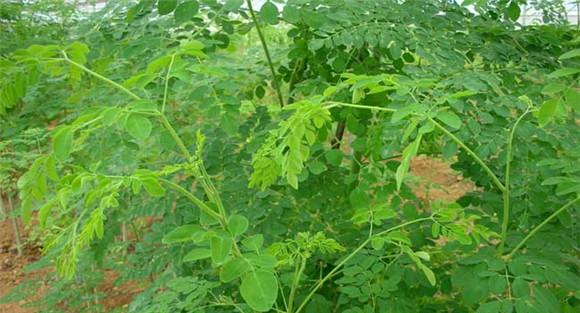 辣木的种植前景如何