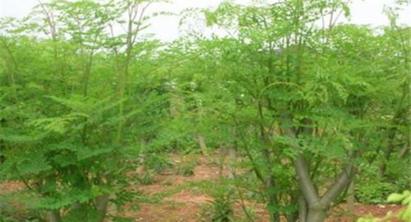 种植辣木的注意事项