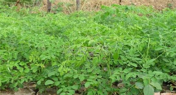 辣木的种植技术要点