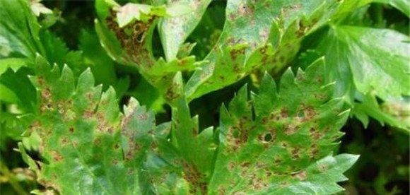 芹菜斑枯病症状