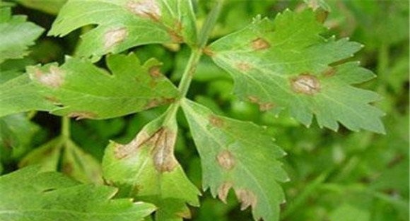 芹菜斑枯病的防治方法