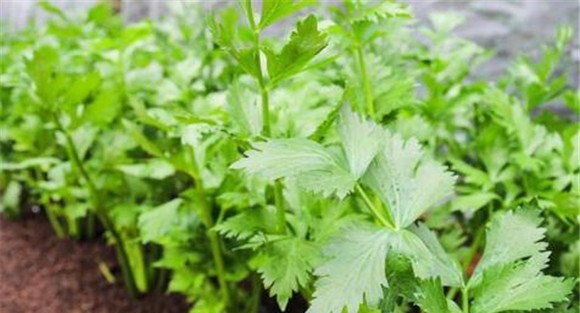 有没有芹菜斑枯病特效药