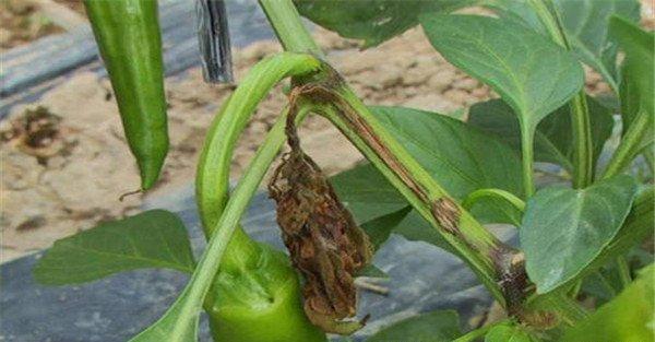 辣椒菌核病的症状、发病规律、防治方法